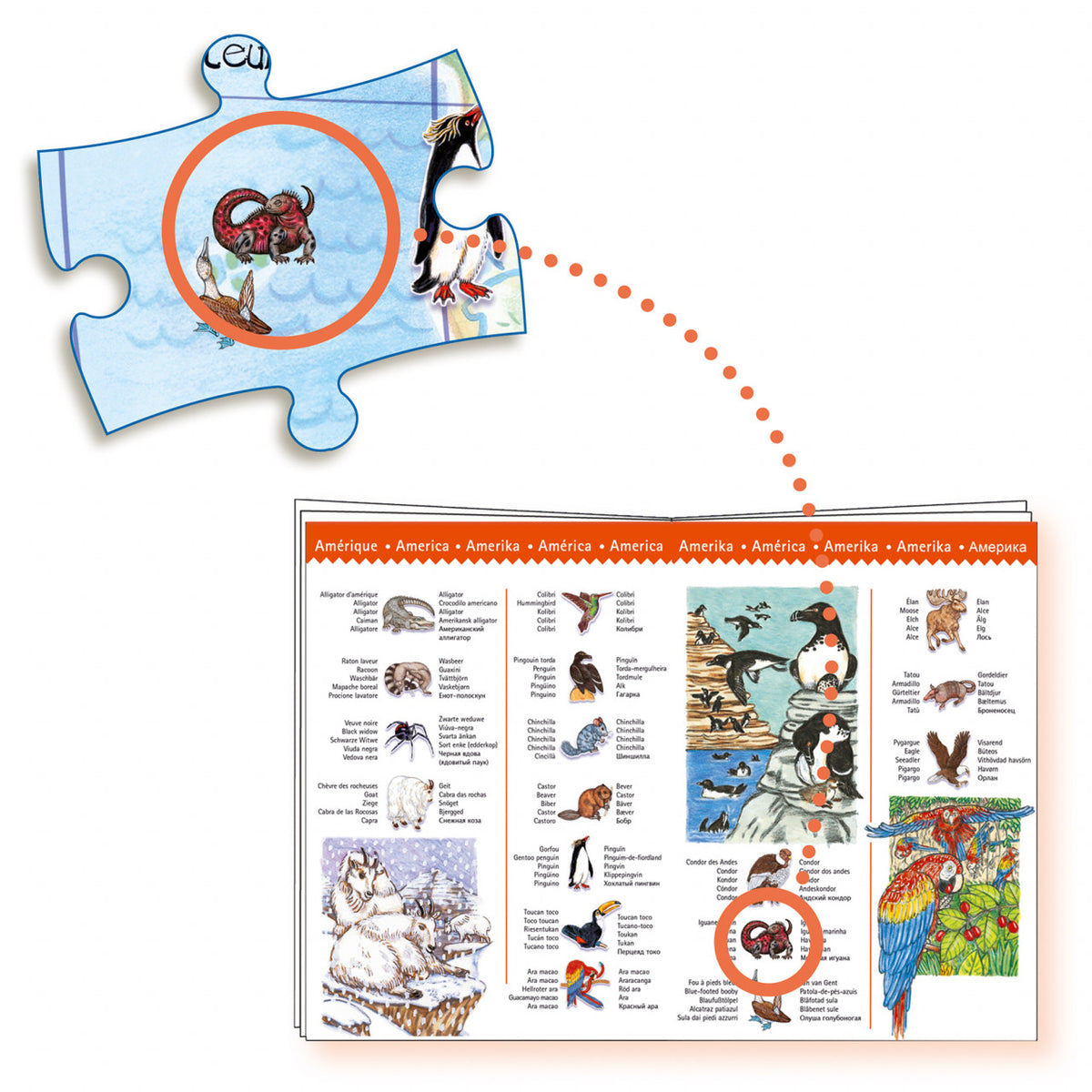 Puzzle observatie Animalele lumii, Djeco